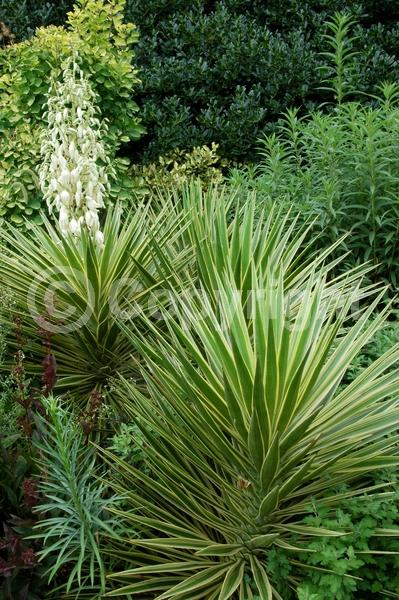 White blooms; Evergreen; North American Native