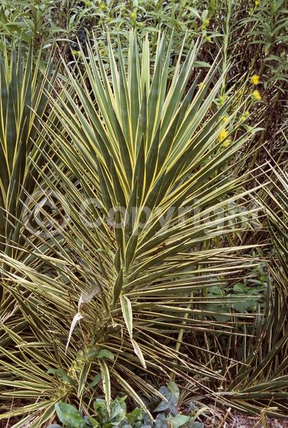 White blooms; Evergreen; North American Native