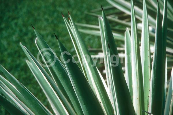 White blooms; Evergreen; North American Native