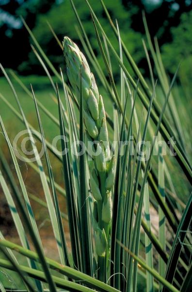 White blooms; Evergreen; North American Native