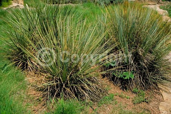 White blooms; Evergreen; North American Native
