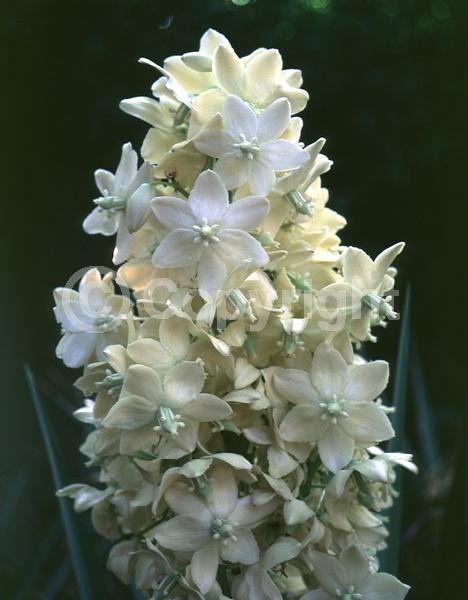 White blooms; Evergreen; North American Native