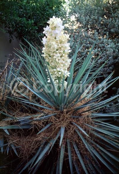 White blooms; Evergreen; North American Native