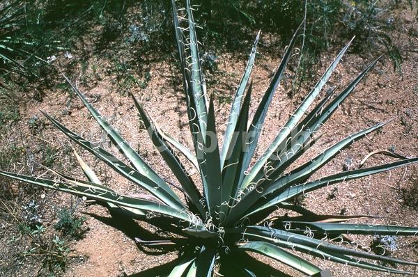 White blooms; Evergreen; North American Native