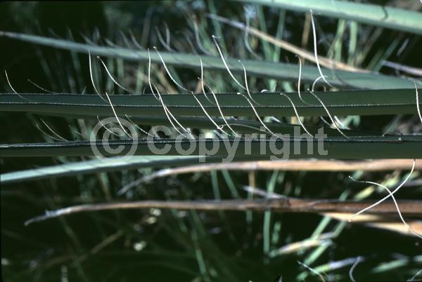 White blooms; Evergreen; North American Native