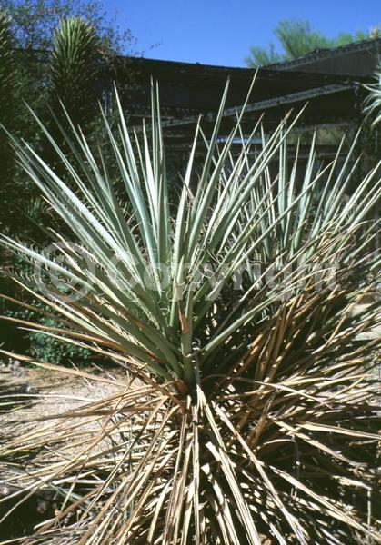 White blooms; Evergreen; North American Native