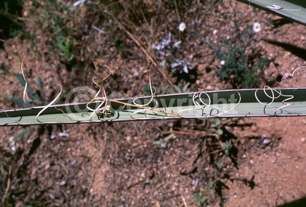 White blooms; Evergreen; North American Native