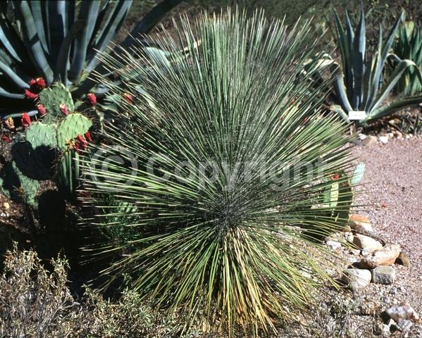 White blooms; Green blooms; Evergreen; North American Native