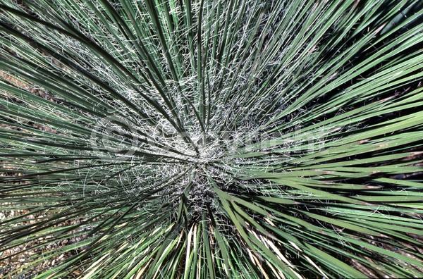 White blooms; Green blooms; Evergreen; North American Native