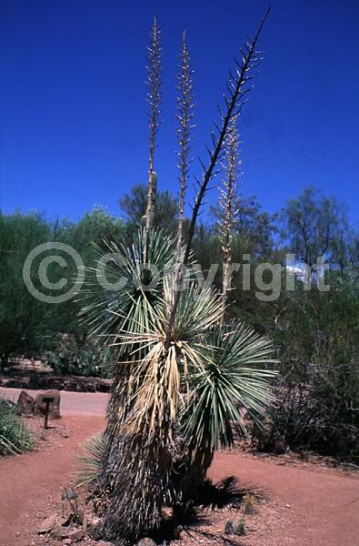 White blooms; Green blooms; Evergreen; North American Native