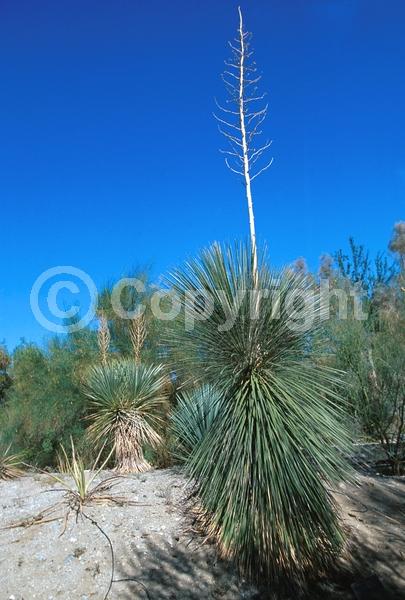 White blooms; Green blooms; Evergreen; North American Native