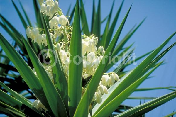 White blooms; Evergreen; North American Native