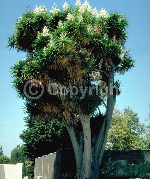 White blooms; Evergreen; North American Native