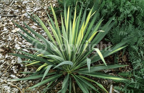White blooms; Evergreen; North American Native