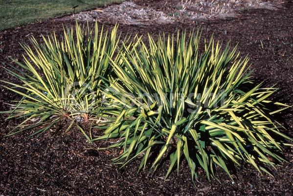 White blooms; Evergreen; North American Native