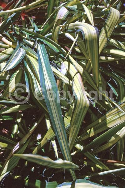 White blooms; Evergreen; North American Native