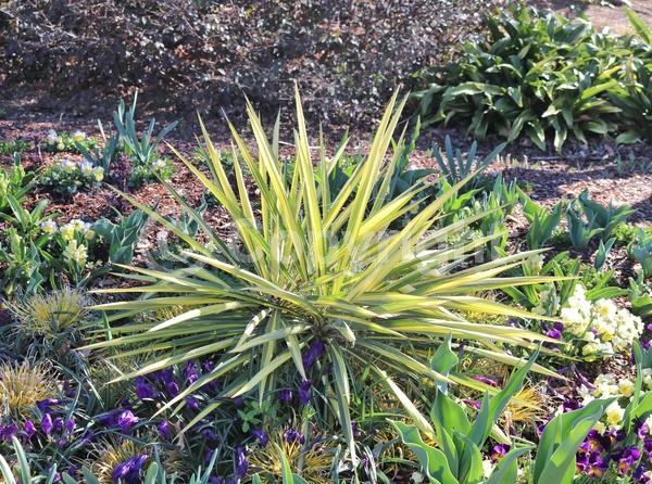 White blooms; Evergreen; North American Native