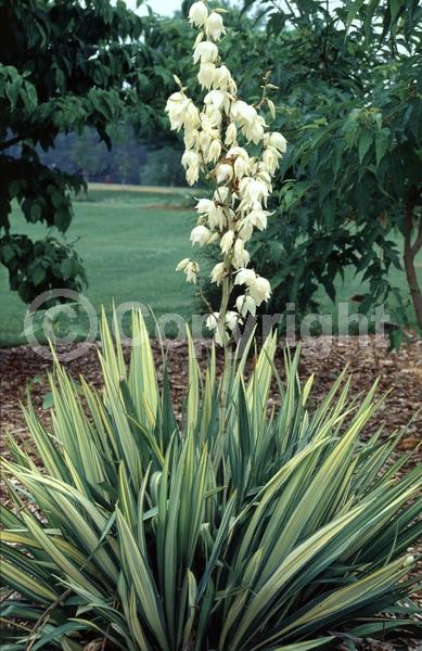 White blooms; Evergreen; North American Native