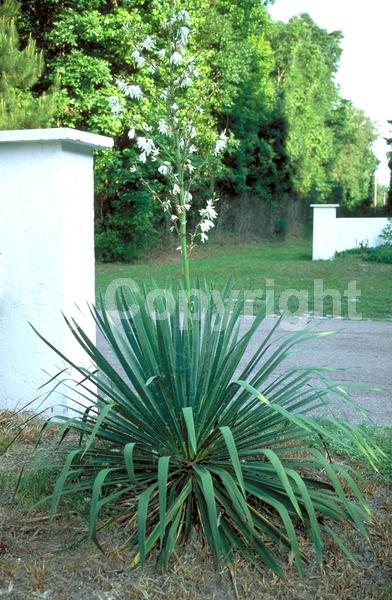 White blooms; Evergreen; North American Native