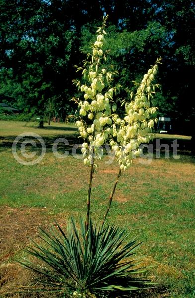White blooms; Evergreen; North American Native
