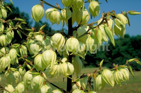 White blooms; Evergreen; North American Native
