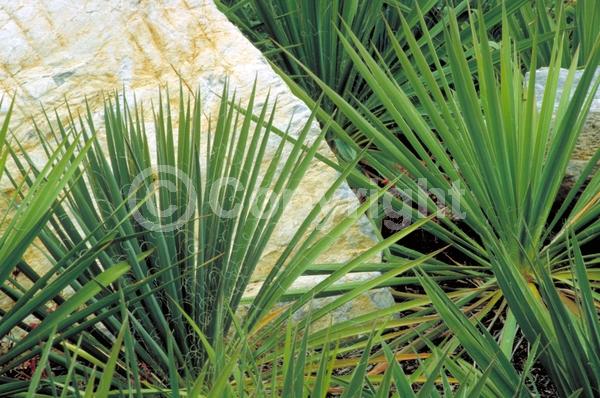 White blooms; Evergreen; North American Native