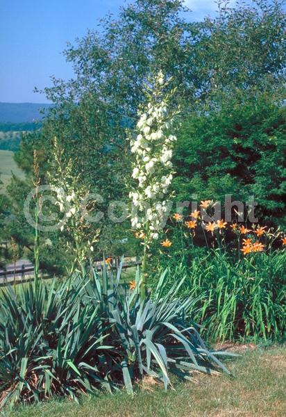 White blooms; Evergreen; North American Native