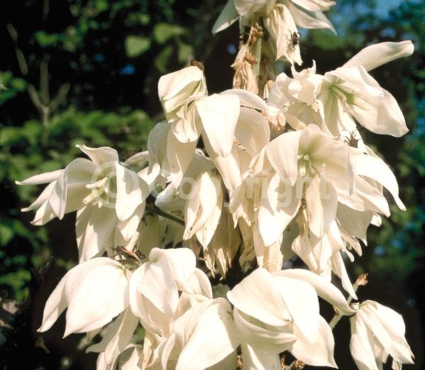 White blooms; Evergreen; North American Native