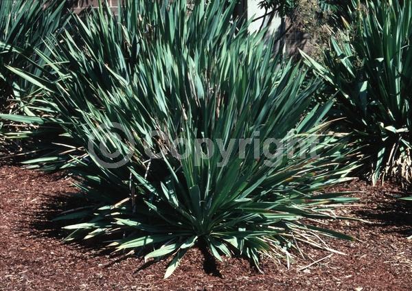White blooms; Evergreen; North American Native
