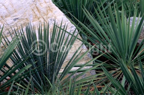 White blooms; Evergreen; North American Native