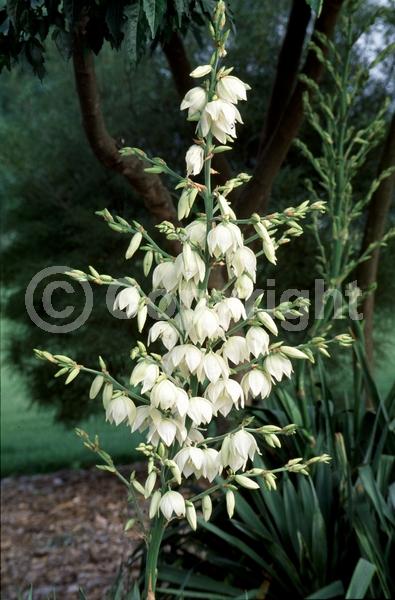 White blooms; Evergreen; North American Native