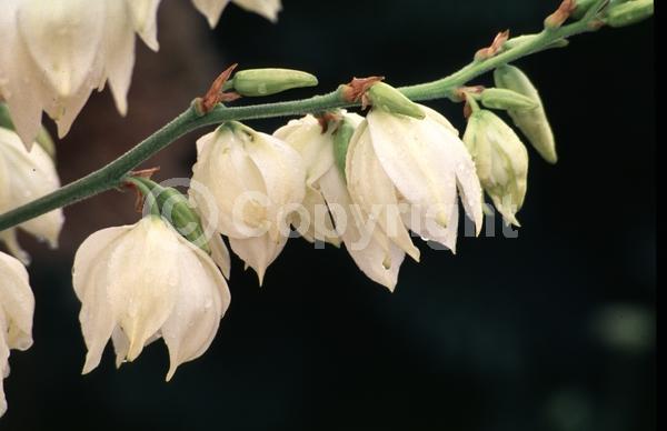 White blooms; Evergreen; North American Native