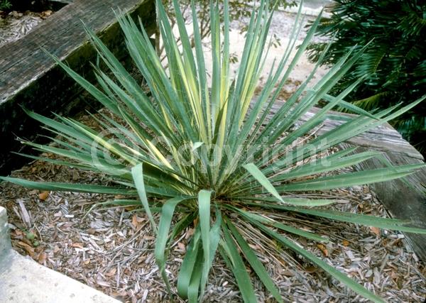 White blooms; Evergreen; North American Native