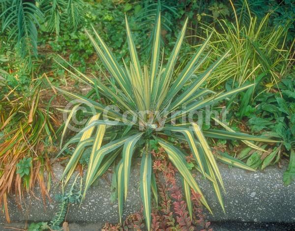 White blooms; Evergreen