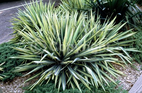 White blooms; Evergreen