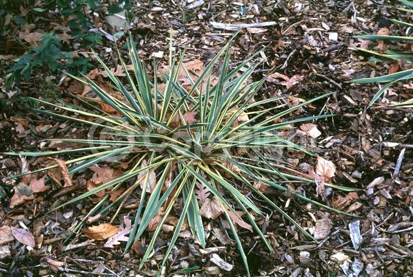 White blooms; Evergreen