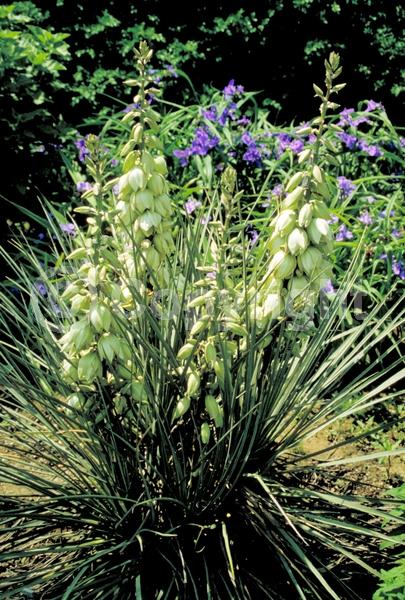 White blooms; Evergreen; Needles or needle-like leaf; North American Native