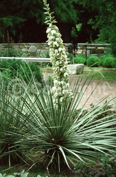 White blooms; Evergreen; Needles or needle-like leaf; North American Native