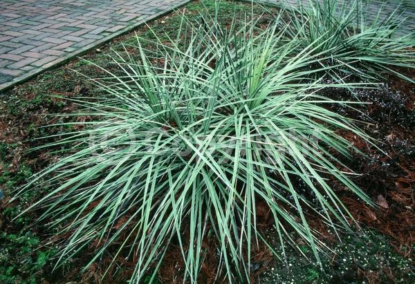 White blooms; Evergreen; Needles or needle-like leaf; North American Native