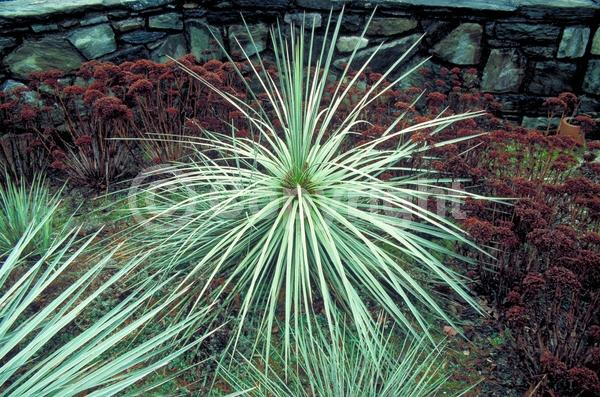 White blooms; Evergreen; Needles or needle-like leaf; North American Native