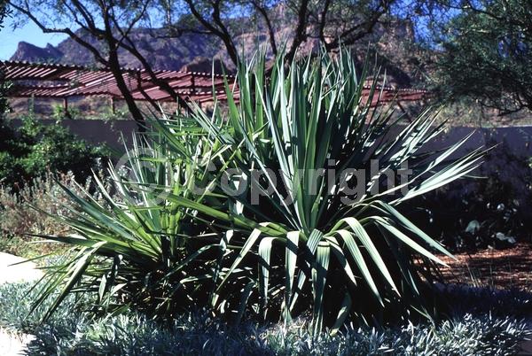 White blooms; Evergreen; North American Native