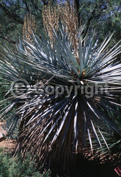 White blooms; Evergreen; North American Native