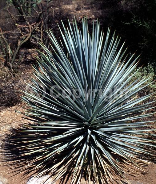 White blooms; Evergreen; North American Native