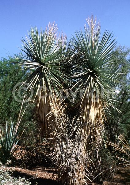 White blooms; Evergreen; North American Native