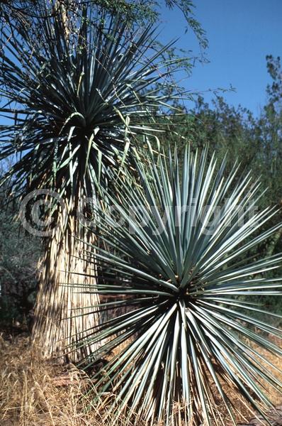 White blooms; Evergreen; North American Native