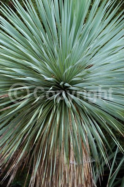 White blooms; Evergreen; North American Native