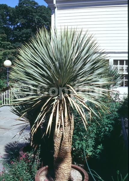 White blooms; Evergreen; North American Native