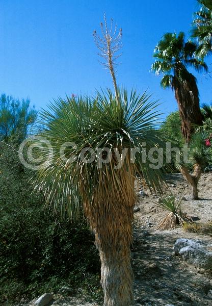 White blooms; Evergreen; North American Native