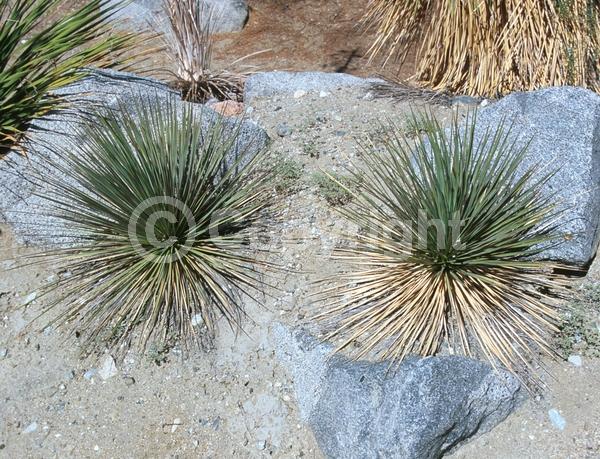 White blooms; Evergreen; North American Native