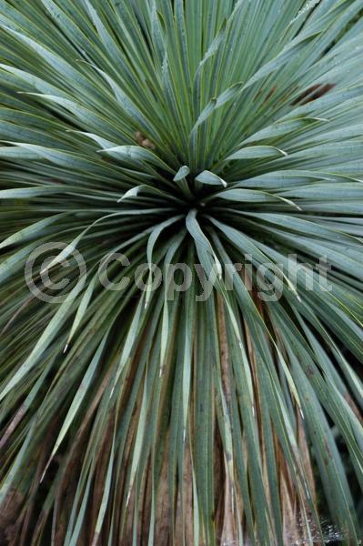 White blooms; Evergreen; North American Native